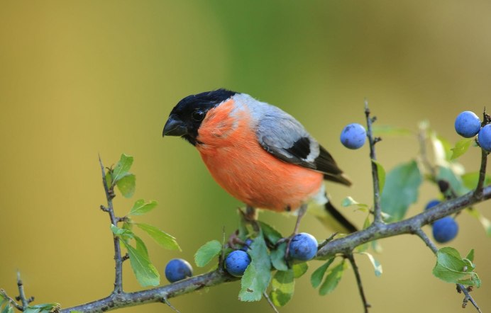 Птица с шипом терновника в груди