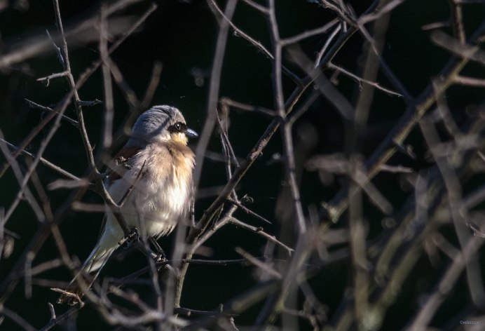 Стайка птиц зимой