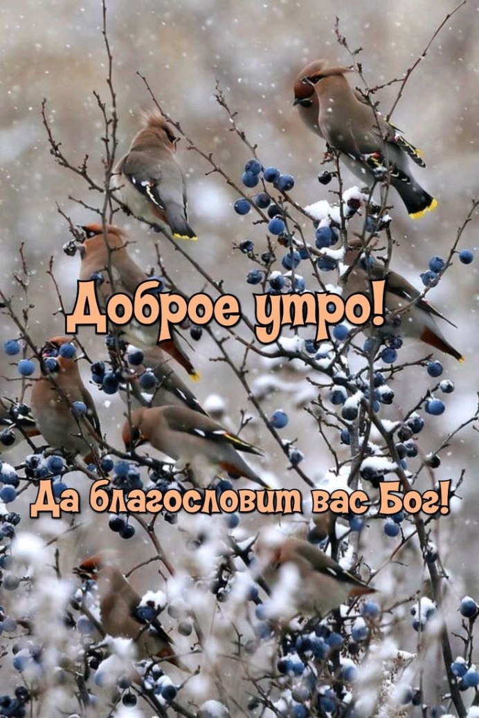 Соловушка на ветке