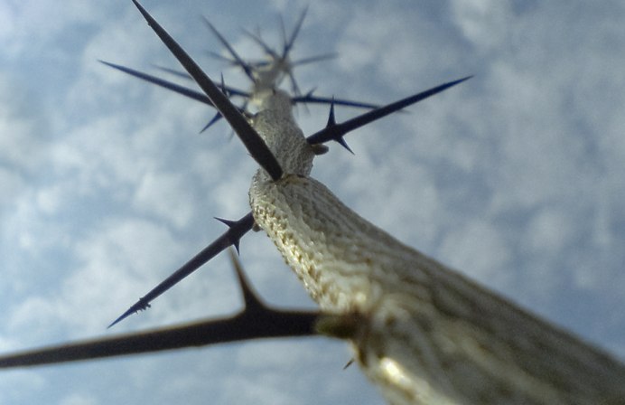 Птица с шипом терновника внутри повинуется