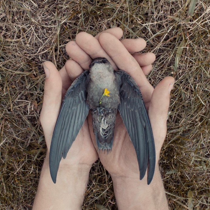 Ягоды для поползня