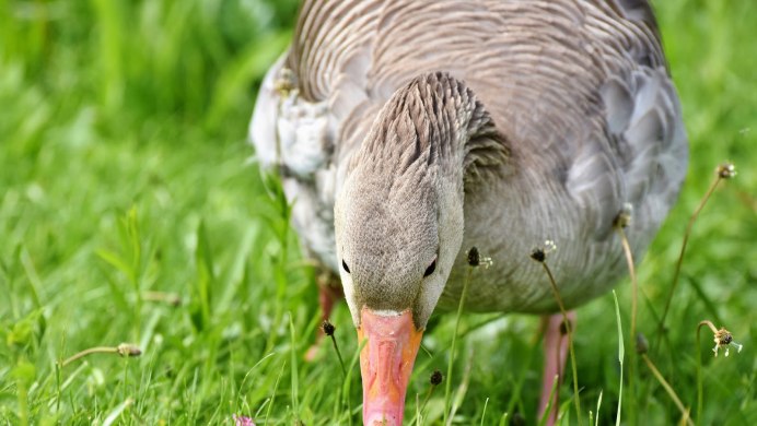 Домашние водоплавающие птицы