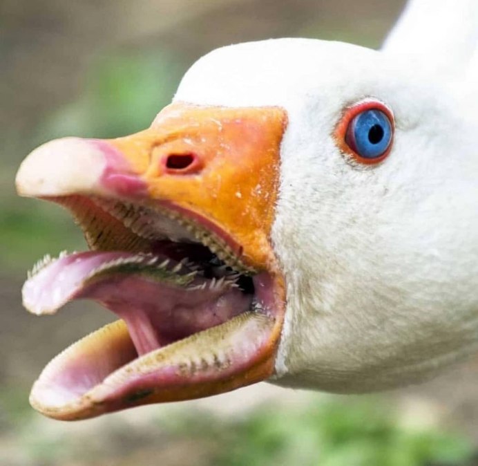 Голова гуся