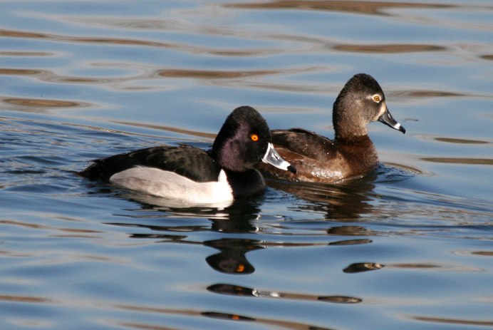 Aythya collaris