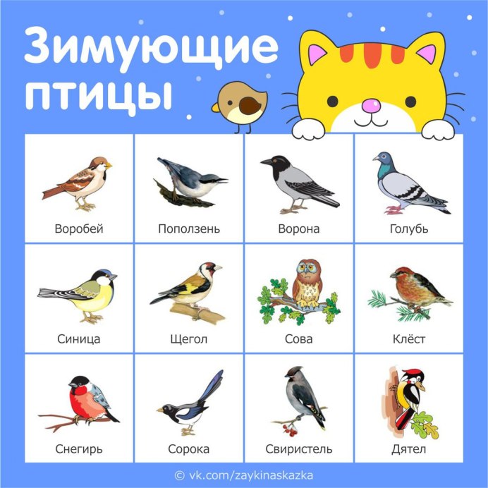 Дрозд деряба рябинник