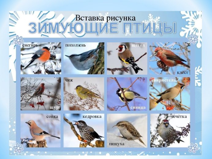 Зимующие птицы средней полосы России и названия