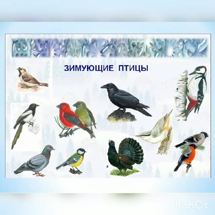 Щегол и свиристель