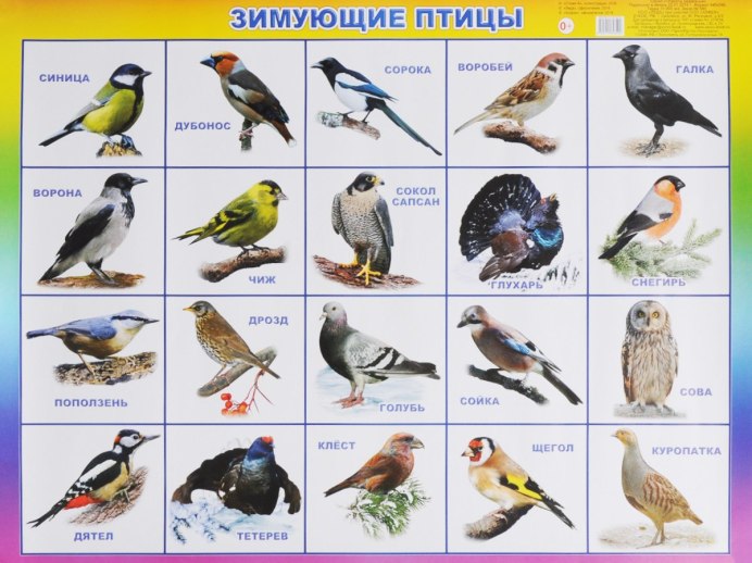 Зимние птицы России