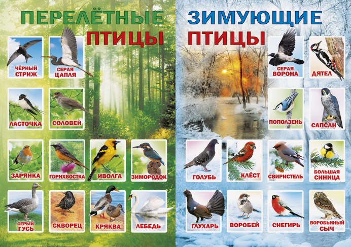 Серая Сойка птица
