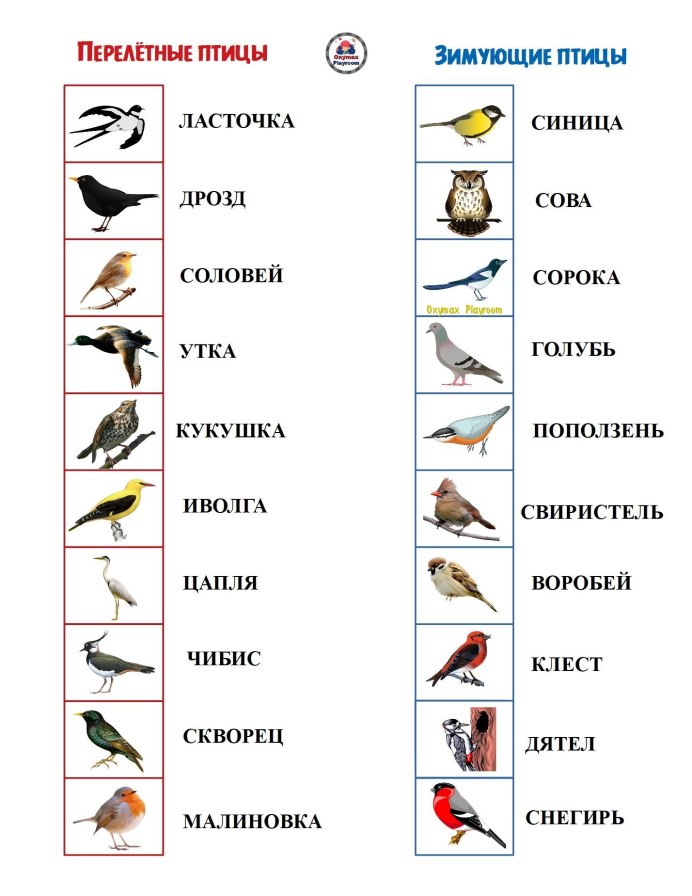 Свиристель зимующая птица