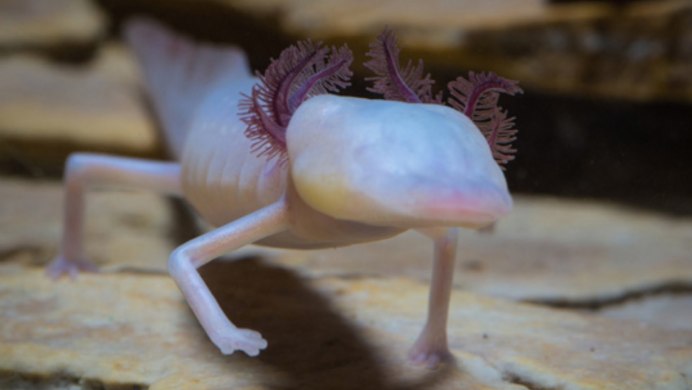 Texas Blind Salamander