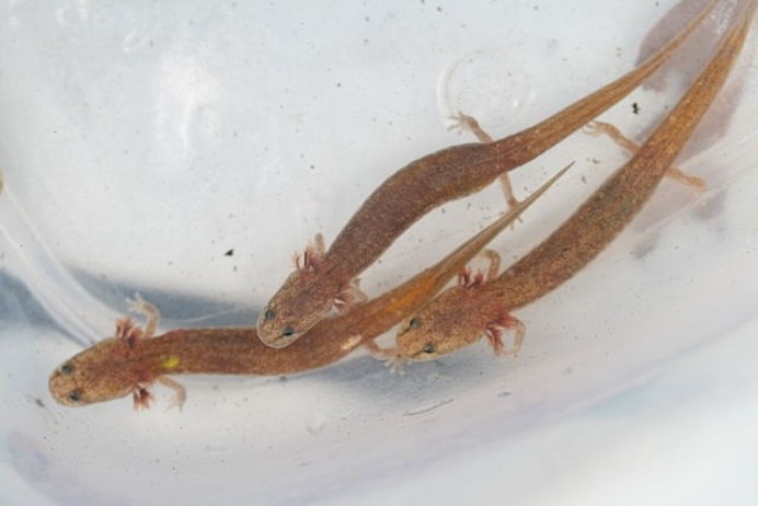 Amphibia caudata