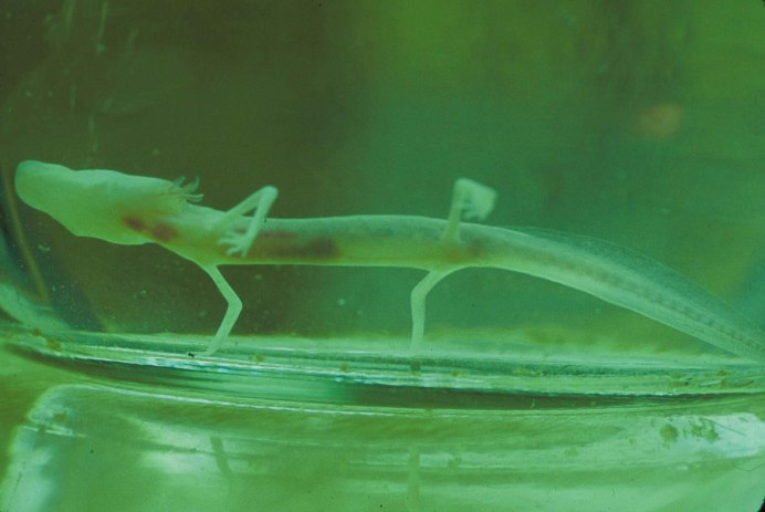 Eurycea rathbuni