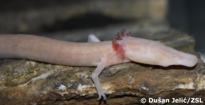 Европейского протея, Proteus anguinus