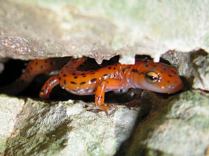 Salamander doesn't exist