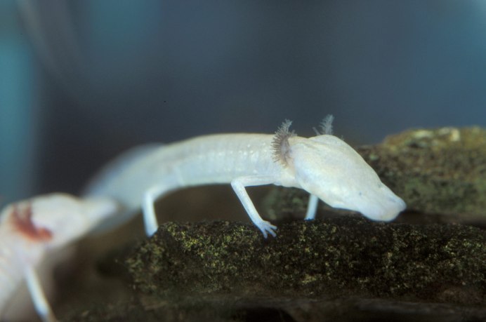 Eurycea rathbuni