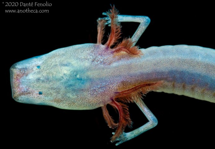 Plutomurus ortobalaganensis