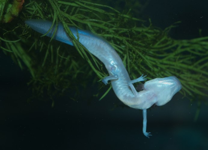 Eurycea rathbuni