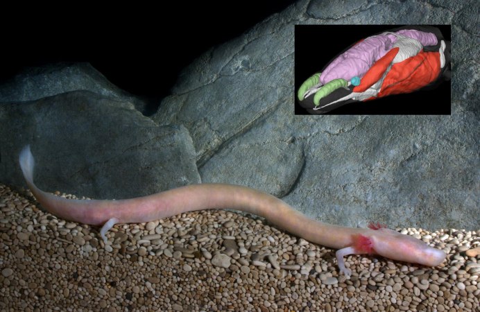 Eurycea bislineata