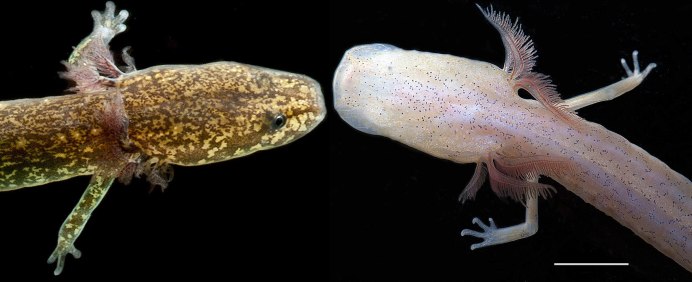 Европейского протея, Proteus anguinus