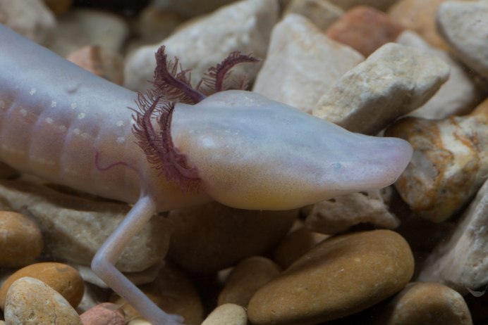 Eurycea rathbuni