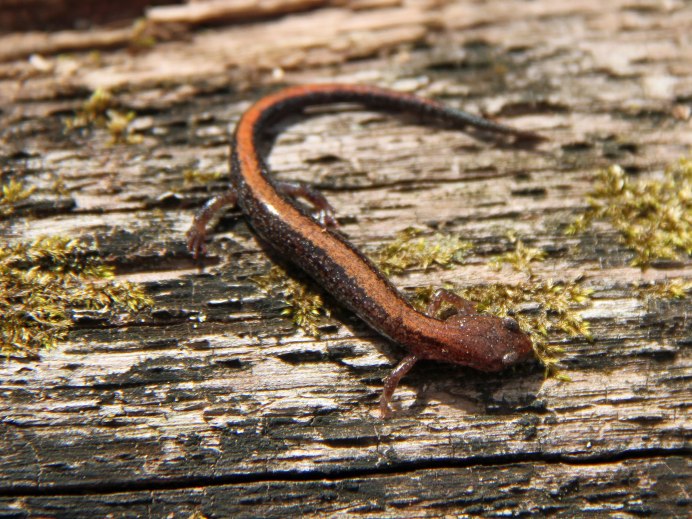 Telephorus fuscus