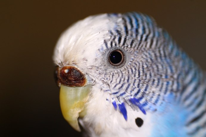 Восковица у самки волнистого попугая
