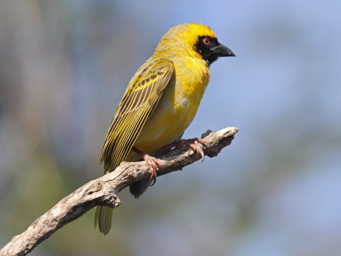 Ткач philippinus