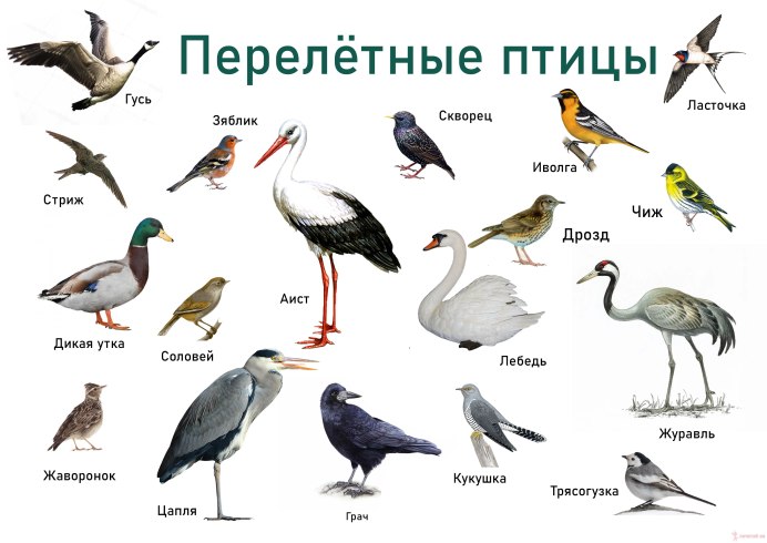 Скворец на прозрачном фоне