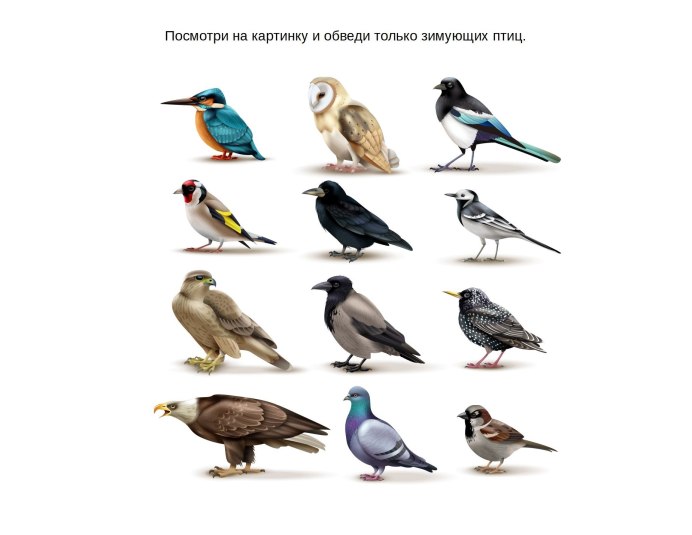 Перелетные птицы Ласточка для детей