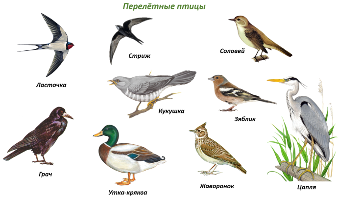 Перелетные птицы для детей