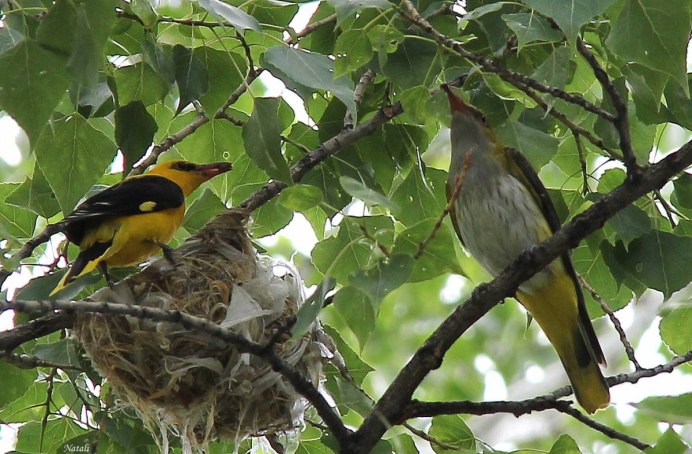 Птица Балтиморская Иволга