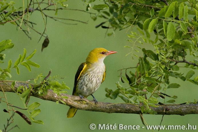 Соловей и Иволга