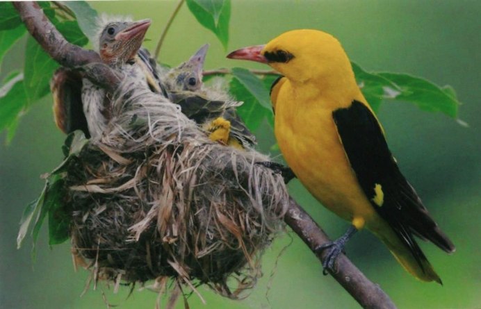 Обыкновенная Иволга питание