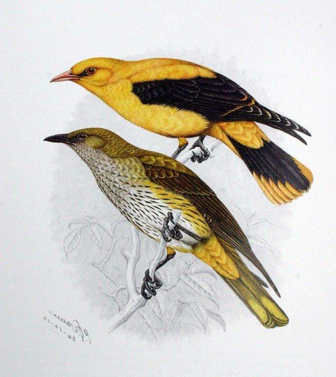 Черноголовая Иволга