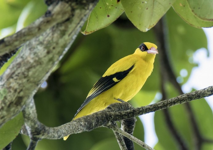 Птенцы Чижа в гнезде