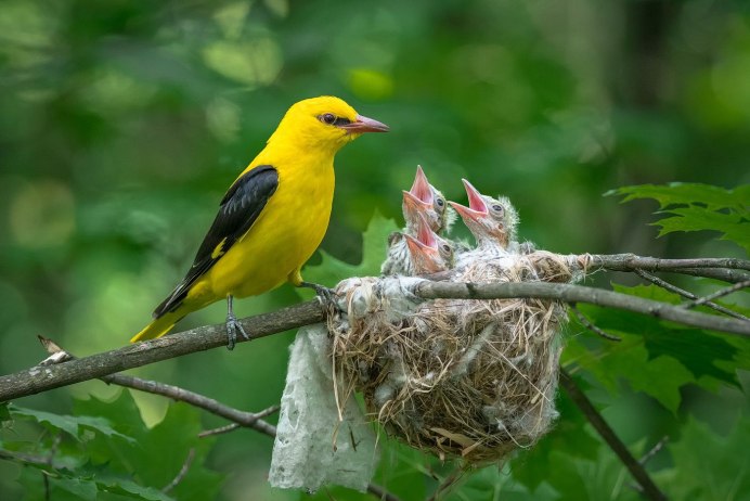 Воробьинообразные Иволга