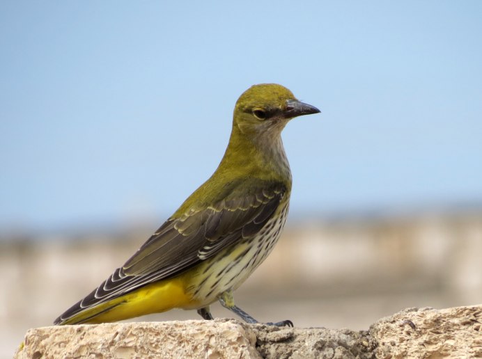 Обыкновенная Иволга