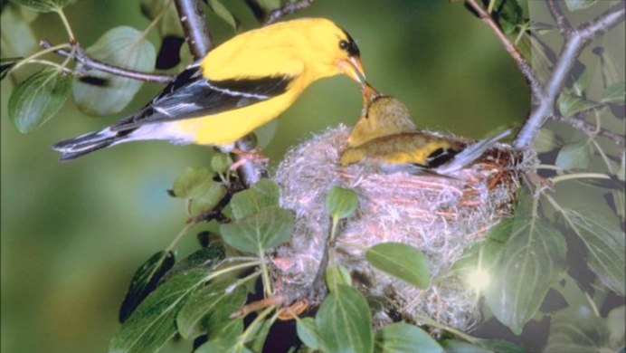 Малиновогрудая Иволга