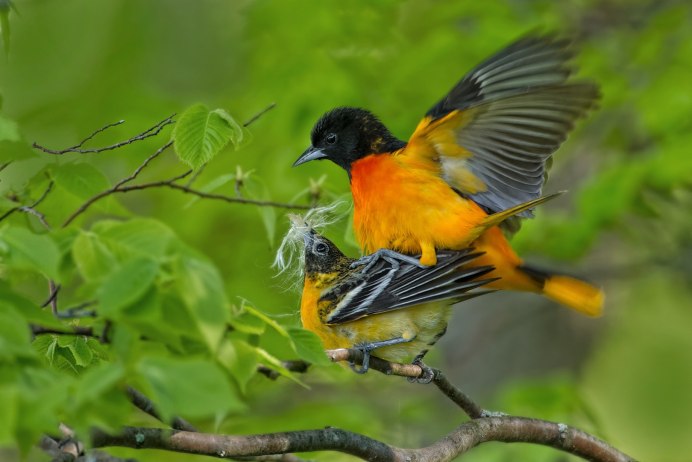 Обыкновенная Иволга