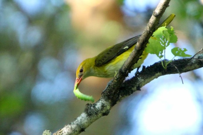 Иволга Россия птица