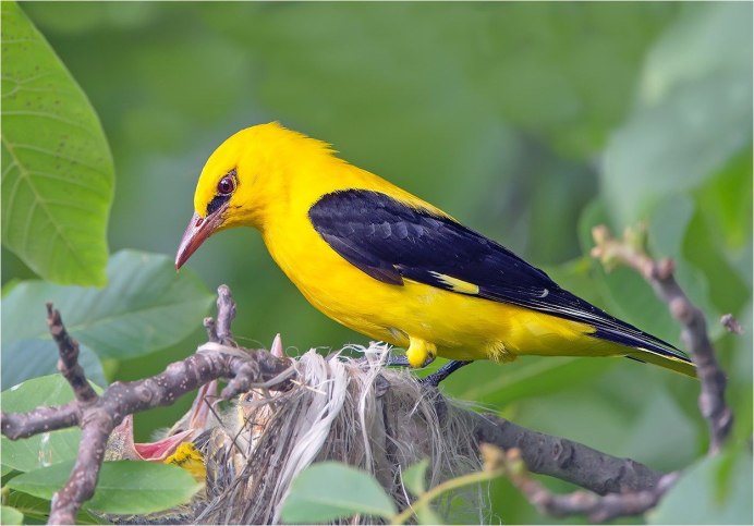 Обыкновенная Иволга гнездо