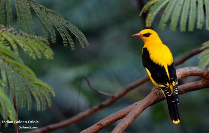 Обыкновенная Иволга ест