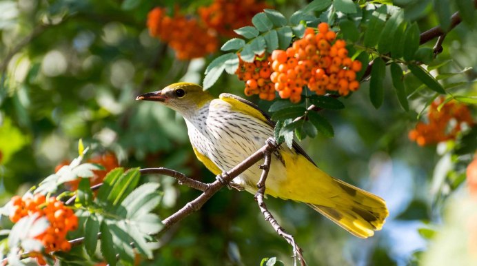 Обыкновенная Иволга