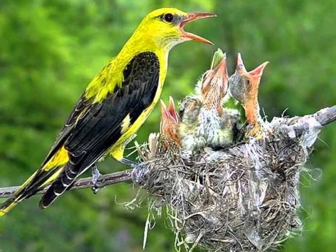 Обыкновенная Иволга