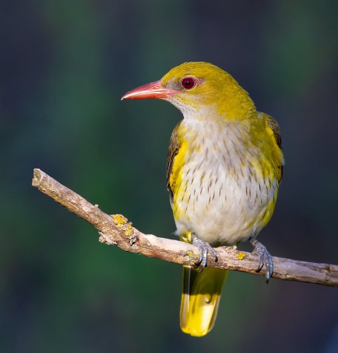Африканская черноголовая Иволга
