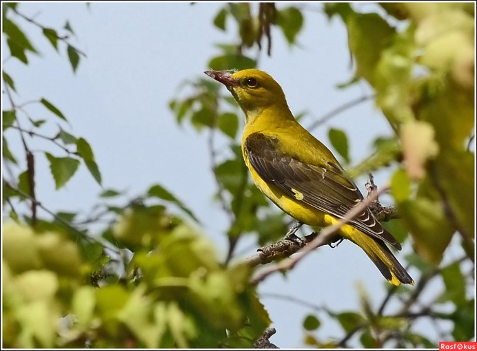 Обыкновенная Иволга самка