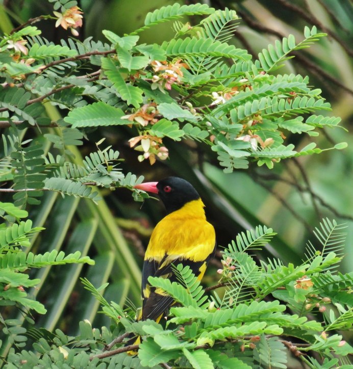 Обыкновенная Иволга птицы