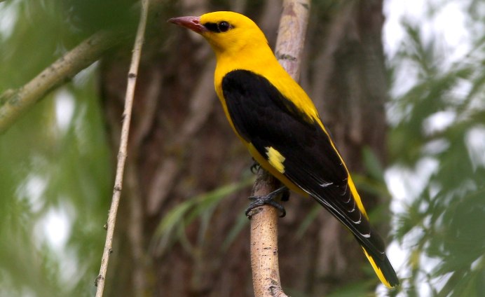 Обыкновенная Иволга Oriolus Oriolus