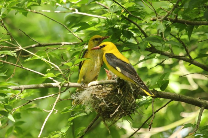 Балтиморская Иволга самка